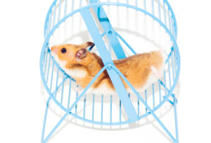 Are You On a Hamster Wheel With Your Partner? Come to a Sedona Couples Retreat!